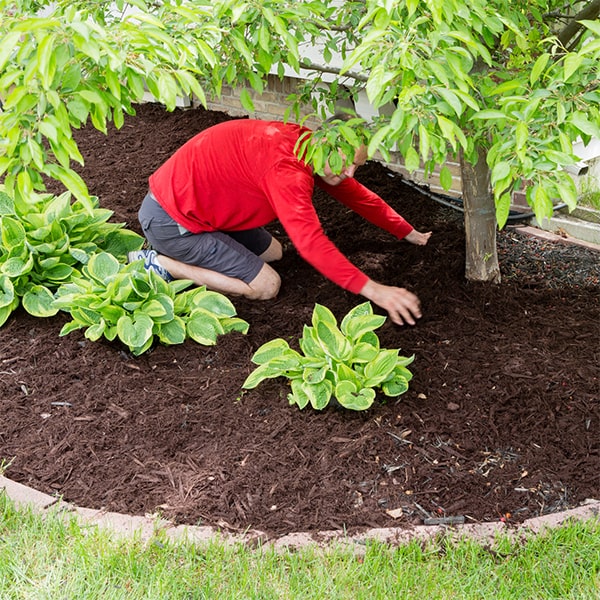 mulch installation should be done once a year to maintain its effectiveness